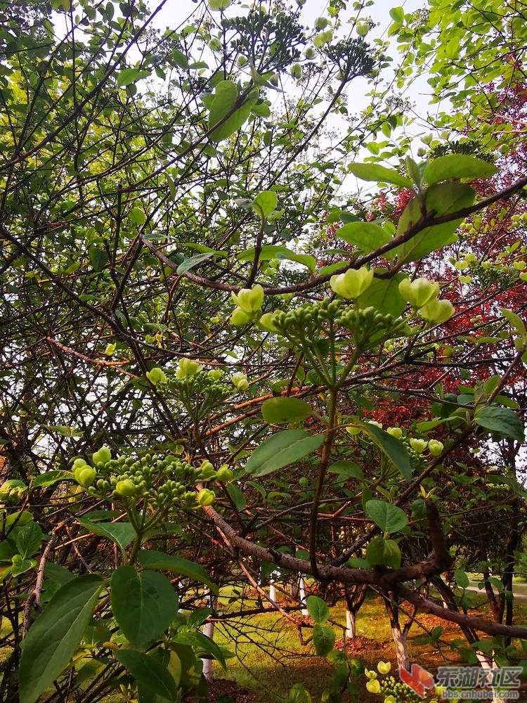琼花04.jpg