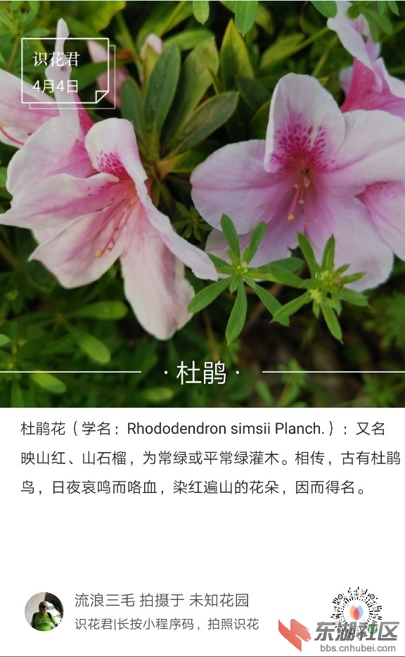 杜鹃01.jpg