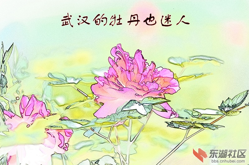 1.武汉的牡丹也迷人 院平摄影.jpg