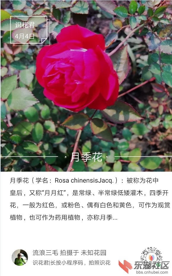月季花01.jpg