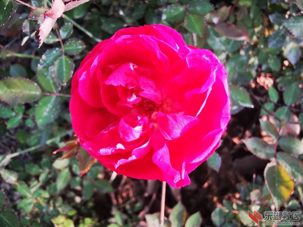 月季花04.jpg