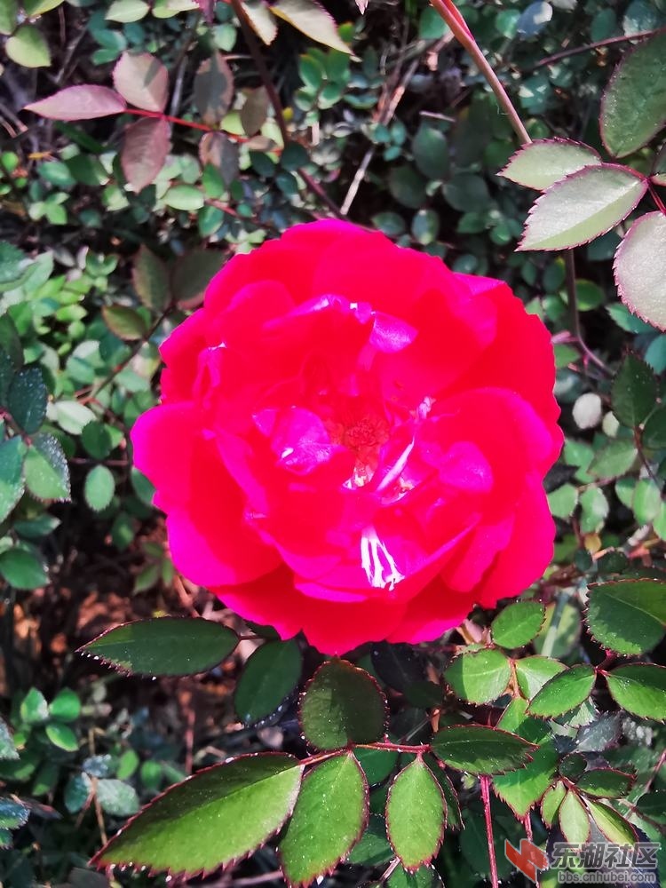 月季花02.jpg