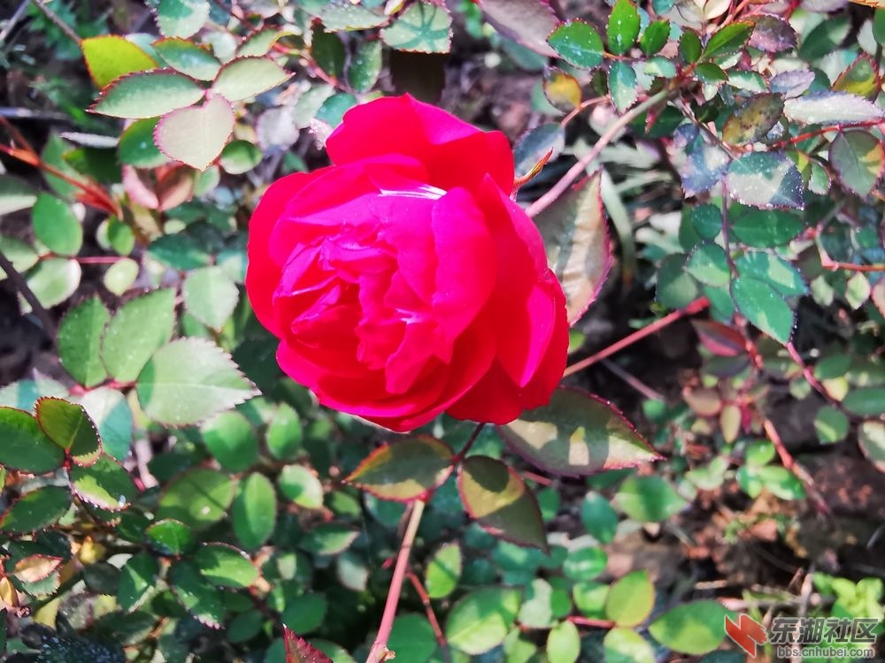 月季花03.jpg