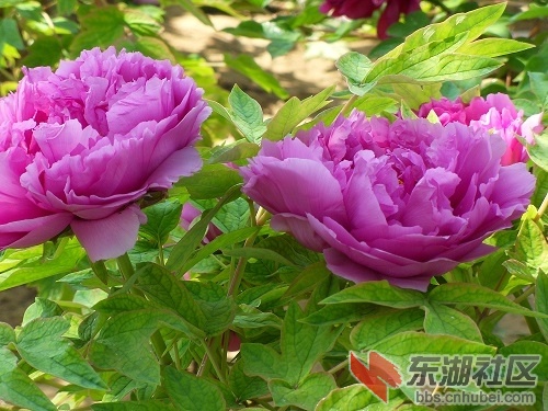SDC10131.JPG