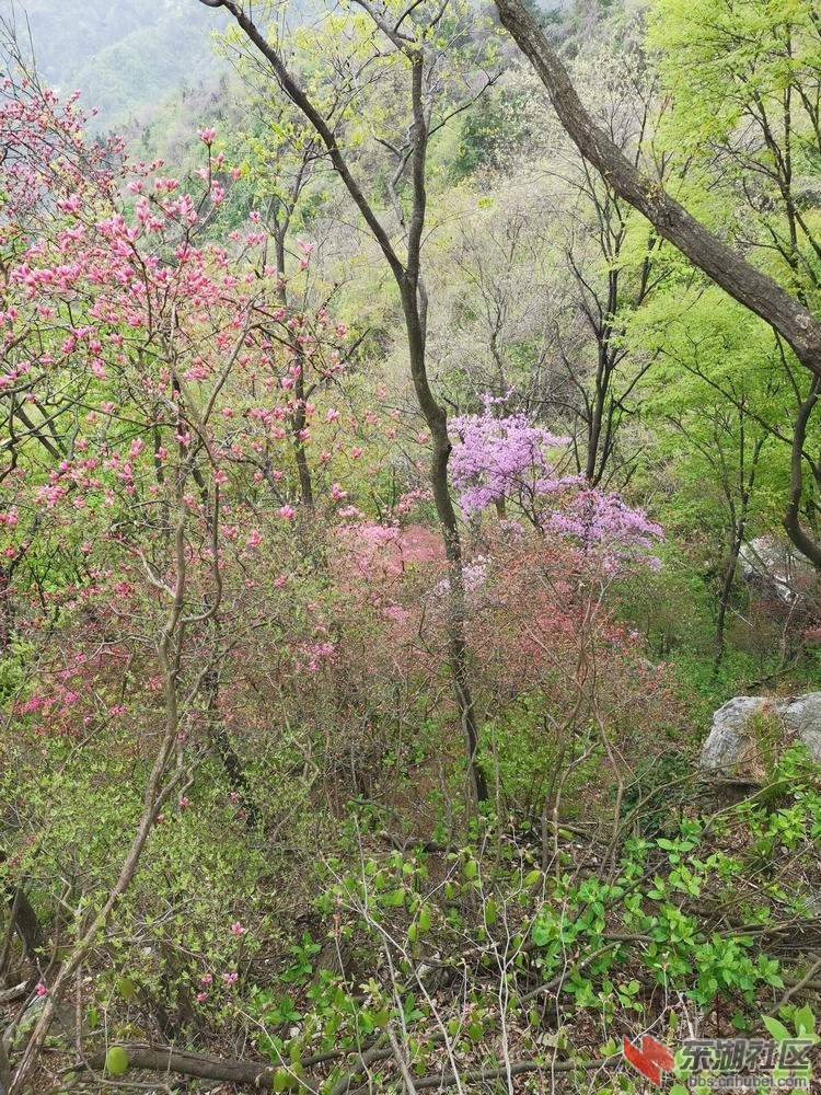 IMG_20190414_123229.jpg