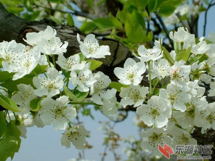 赵州梨花开.jpg