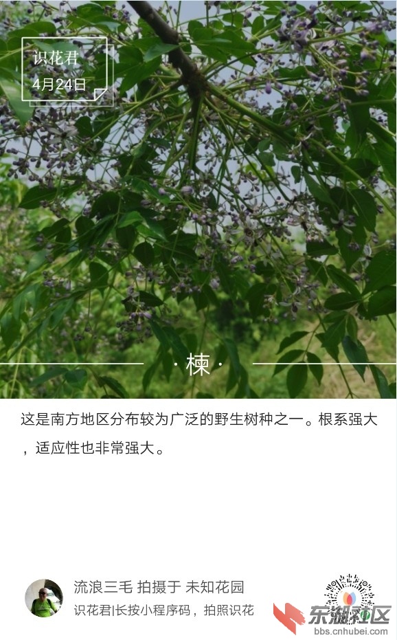 楝01.jpg