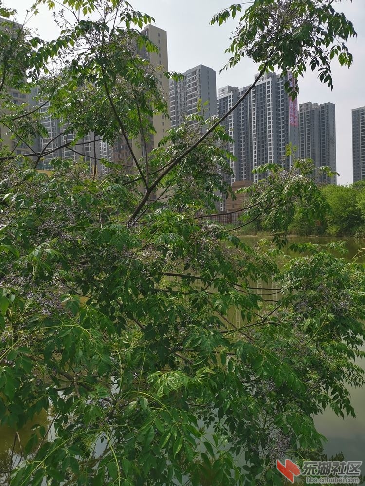 楝06.jpg