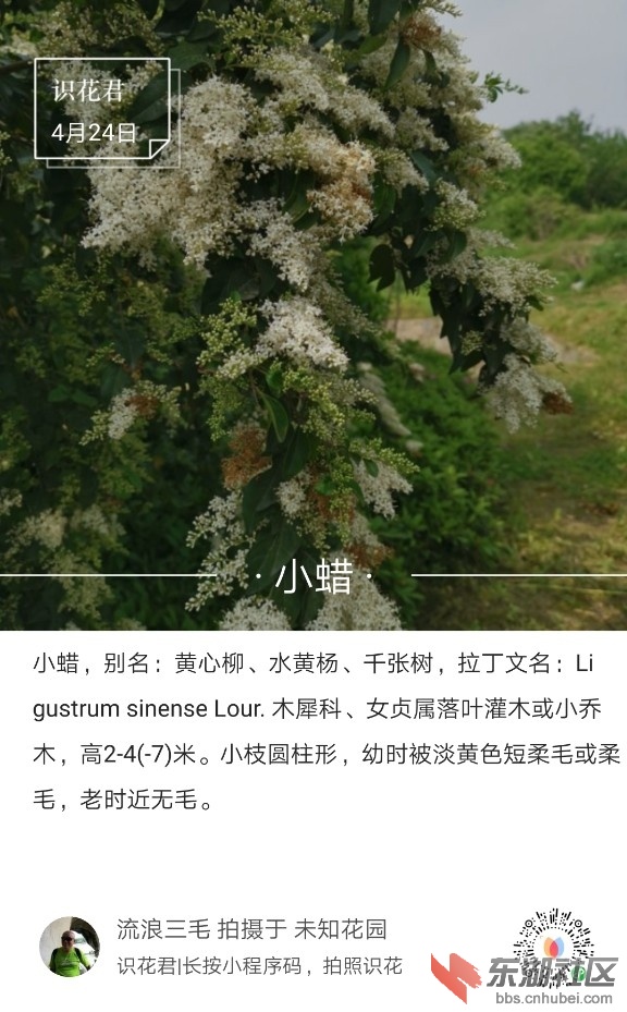 小蜡01.jpg