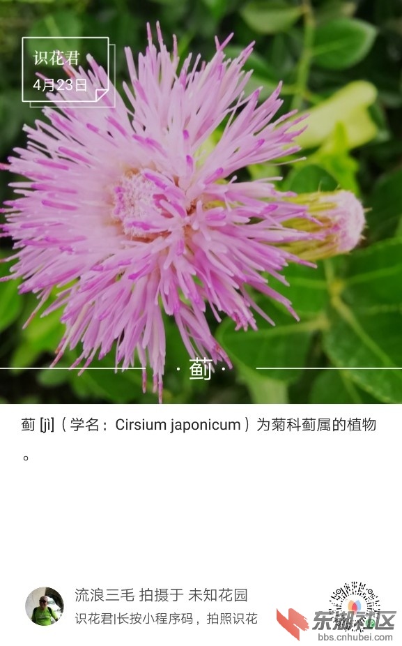 蓟01.jpg