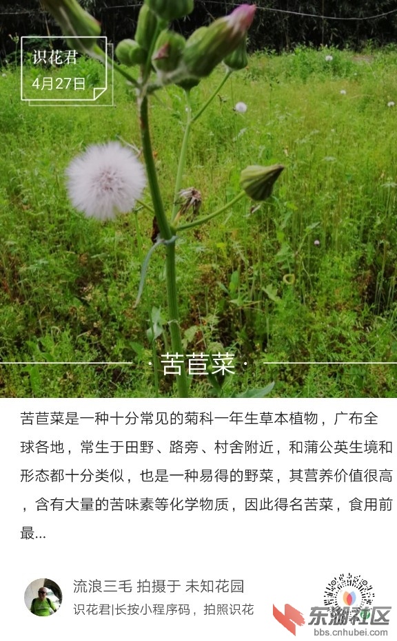 苦苣菜05.jpg