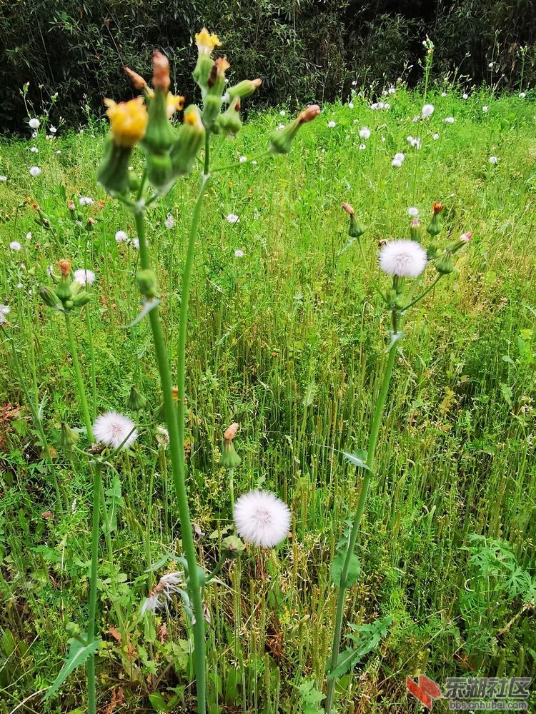 苦苣菜07.jpg