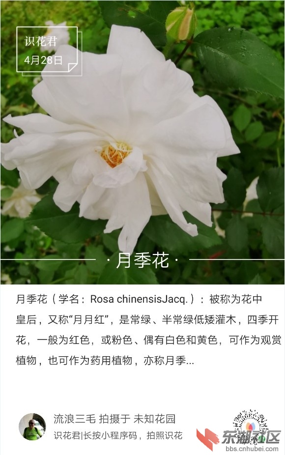 月季花05.jpg