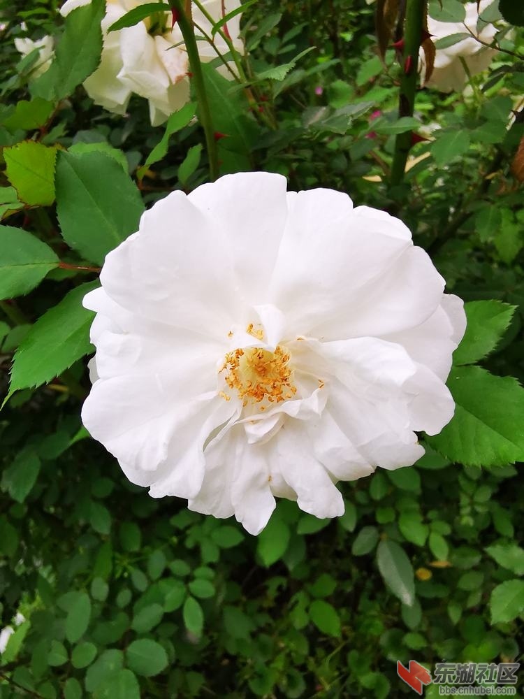 月季花06.jpg