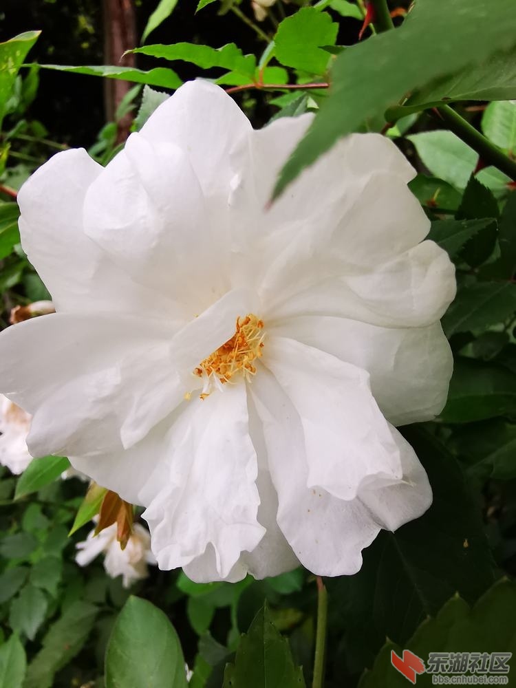 月季花07.jpg