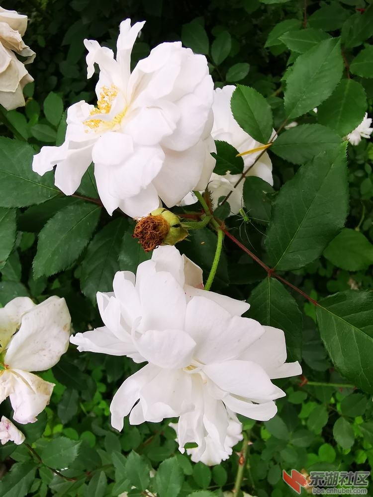 月季花08.jpg