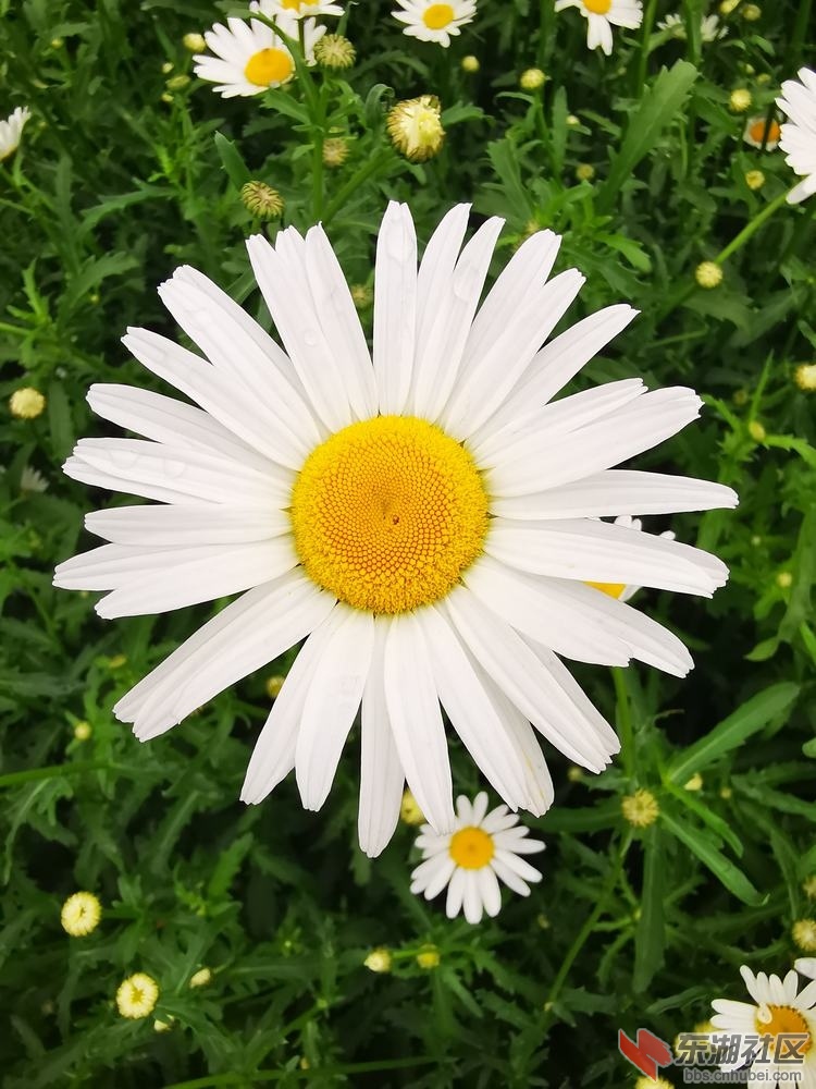 白晶菊02.jpg