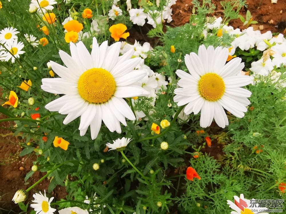 白晶菊03.jpg