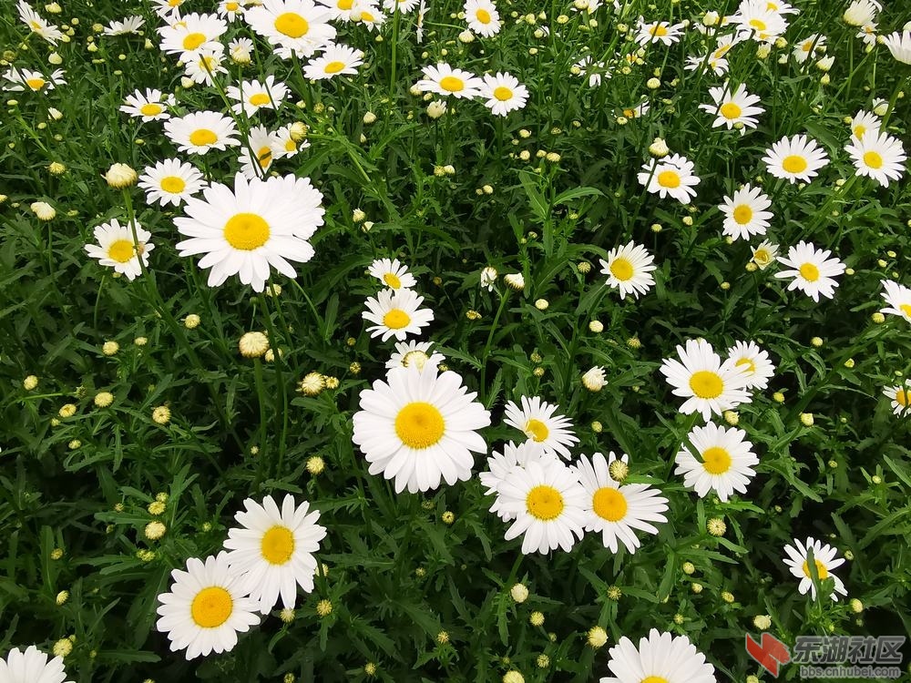 白晶菊04.jpg