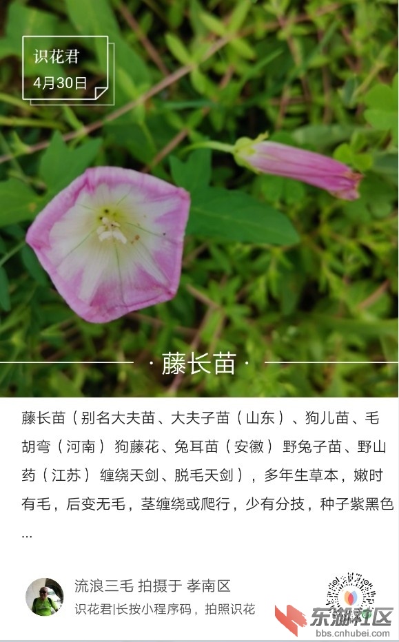 藤长苗01.jpg