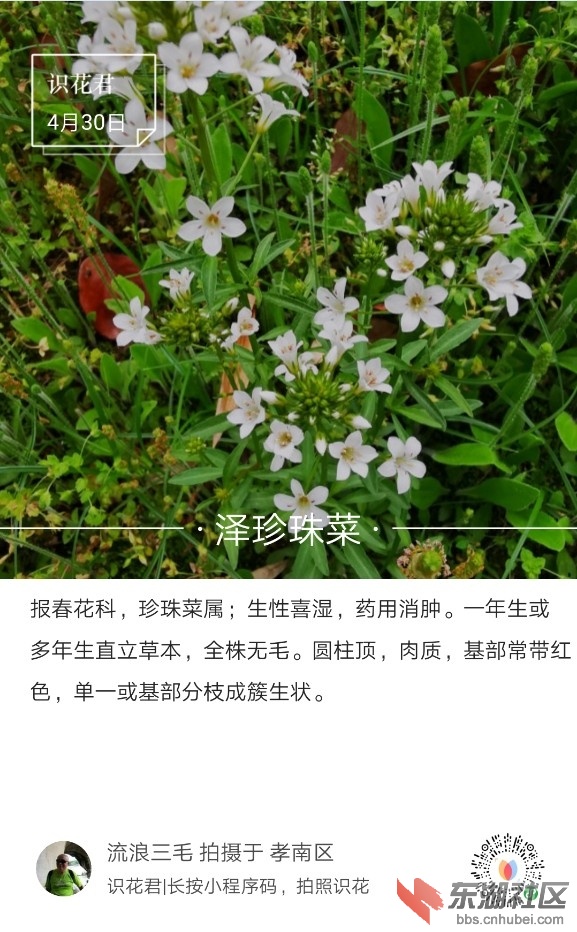 泽珍珠菜01.jpg