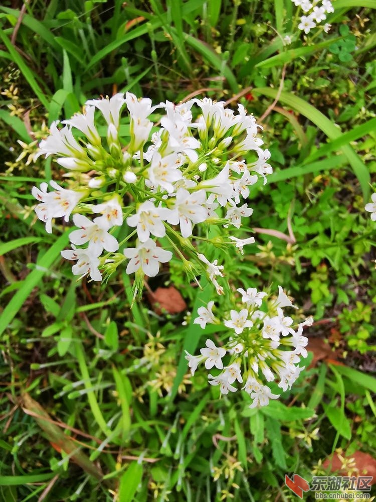 泽珍珠菜02.jpg