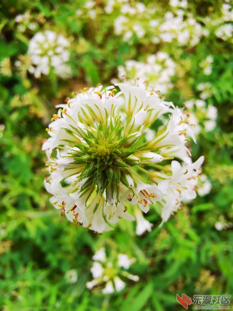 泽珍珠菜04.jpg
