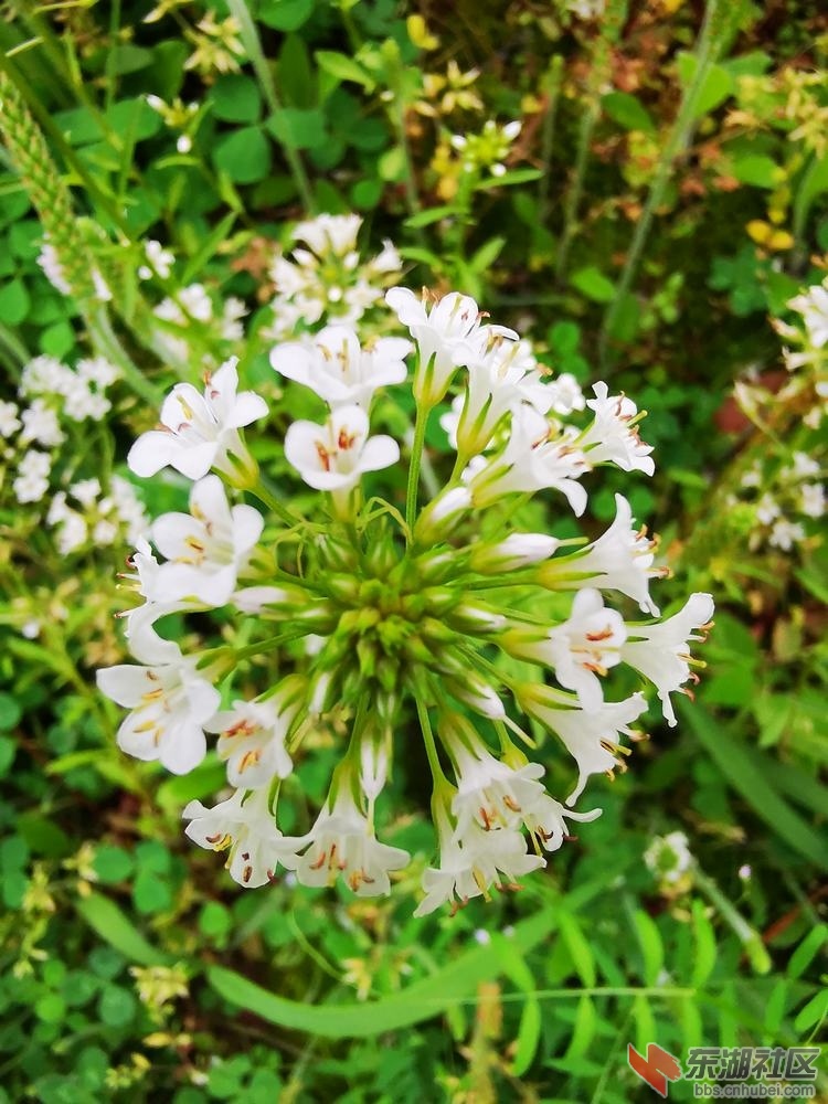 泽珍珠菜03.jpg