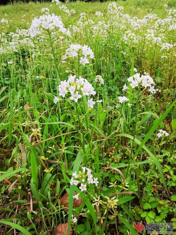 泽珍珠菜05.jpg