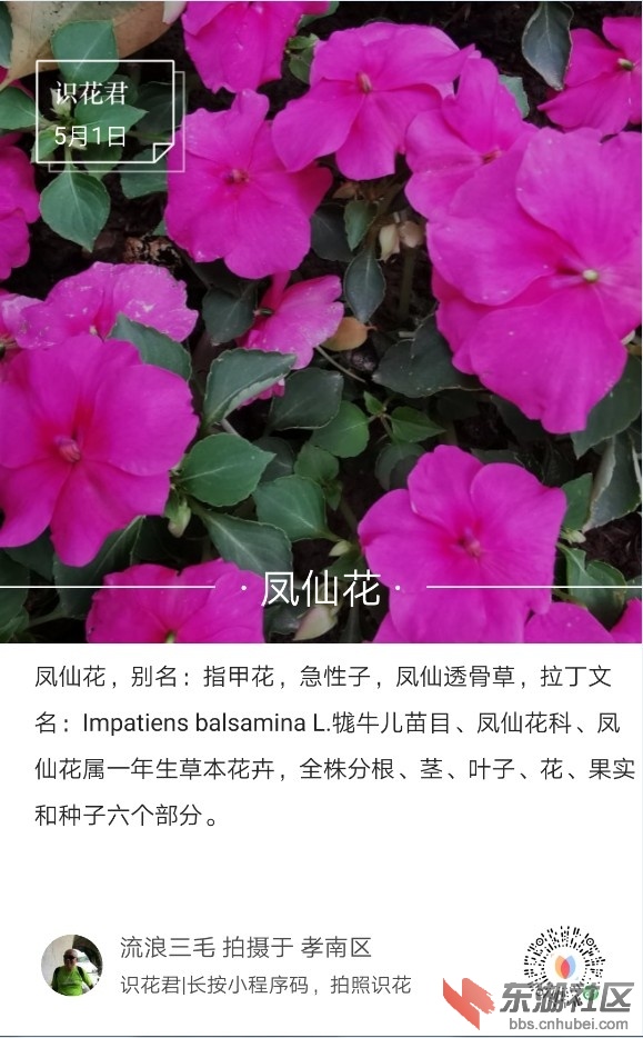 凤仙花01.jpg