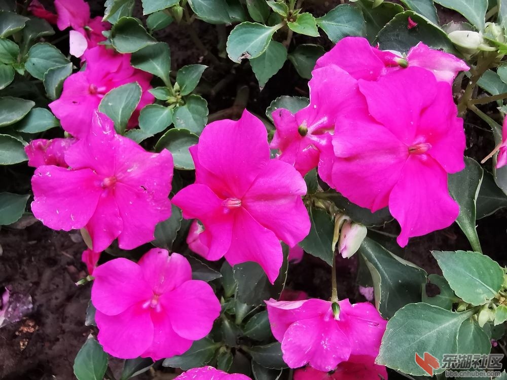 凤仙花03.jpg