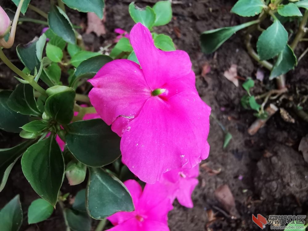 凤仙花02.jpg