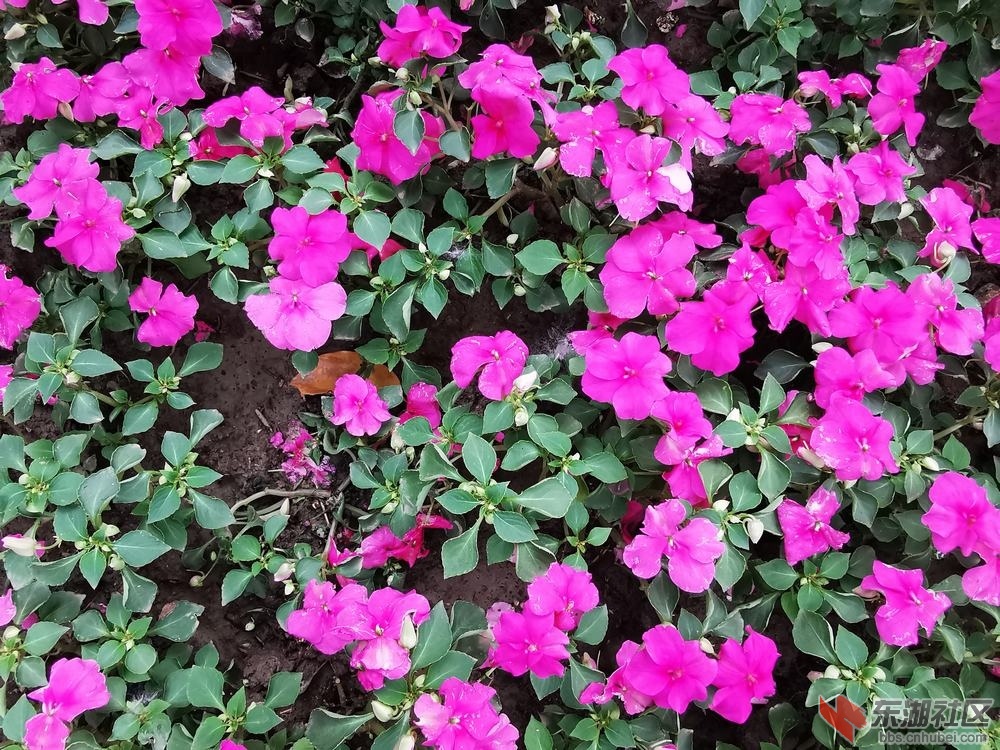 凤仙花04.jpg