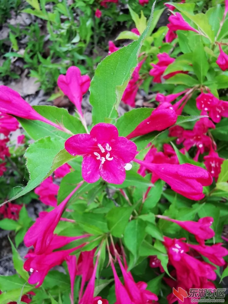 锦带花02.jpg