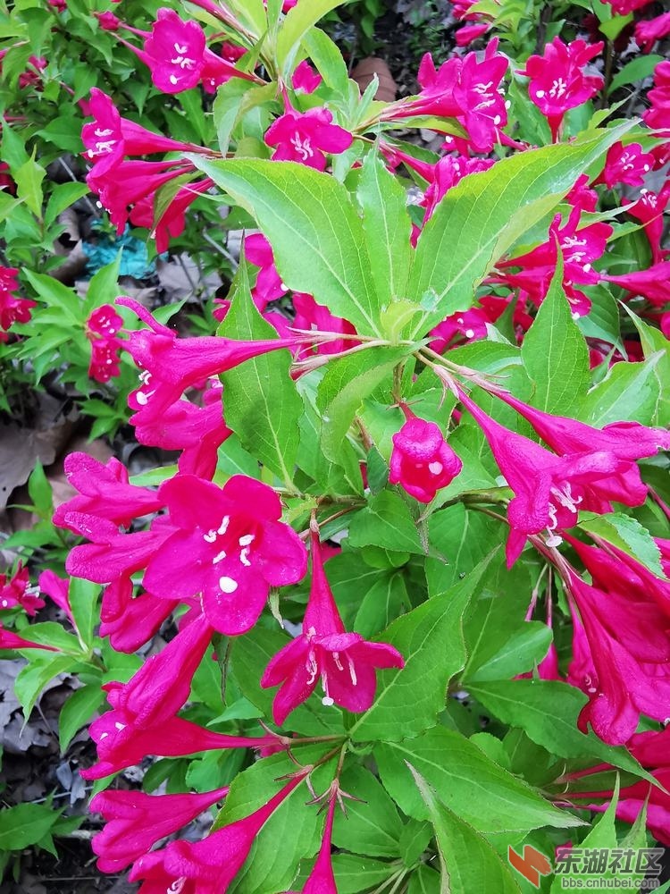 锦带花03.jpg