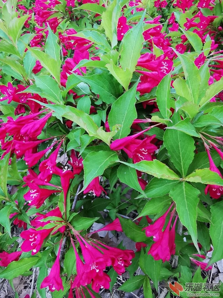 锦带花04.jpg