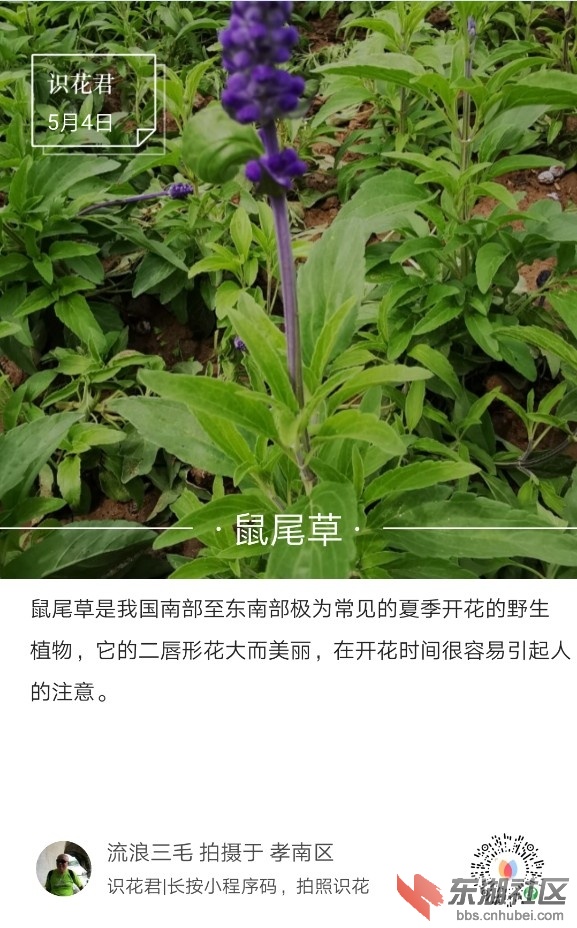 鼠尾草01.jpg