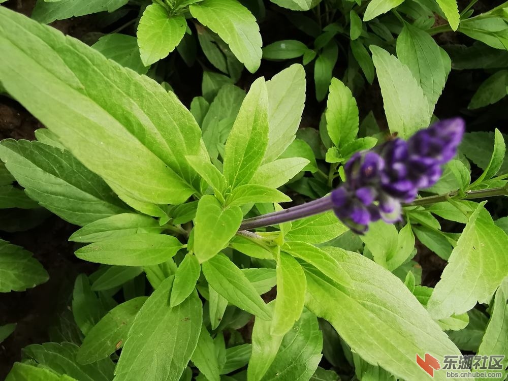 鼠尾草04.jpg