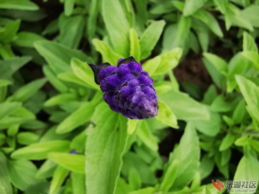 鼠尾草02.jpg