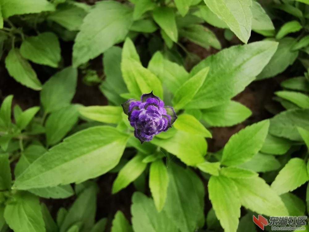 鼠尾草03.jpg