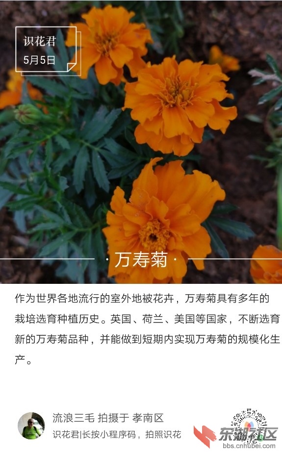 万寿菊01.jpg