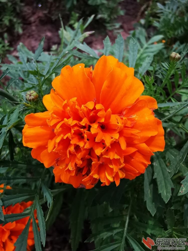 万寿菊02.jpg
