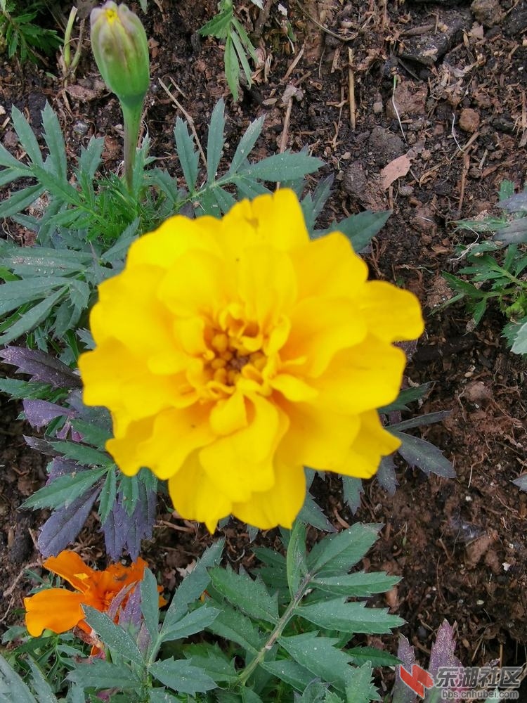 万寿菊03.jpg