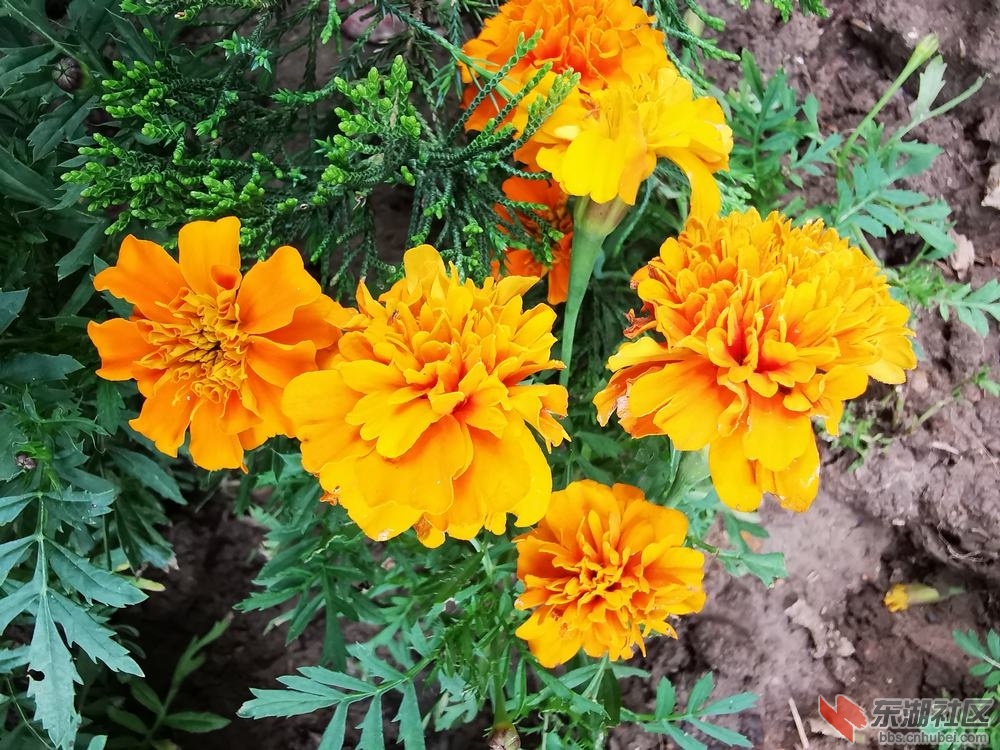 万寿菊05.jpg