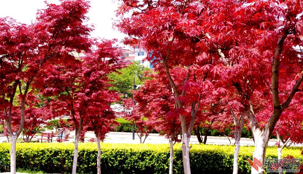 IMGP1447_副本.jpg