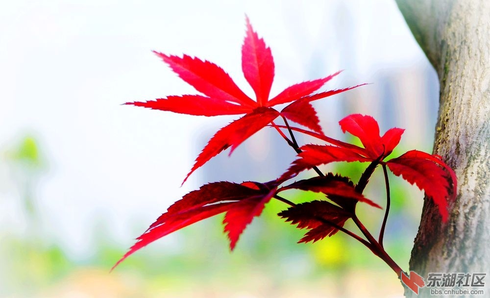 IMGP1472_副本.jpg