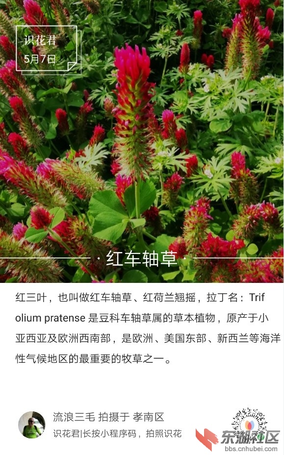 红车轴草01.jpg