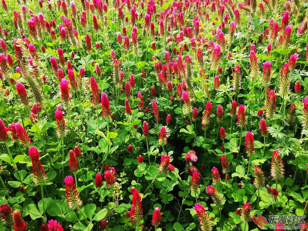 红车轴草06.jpg