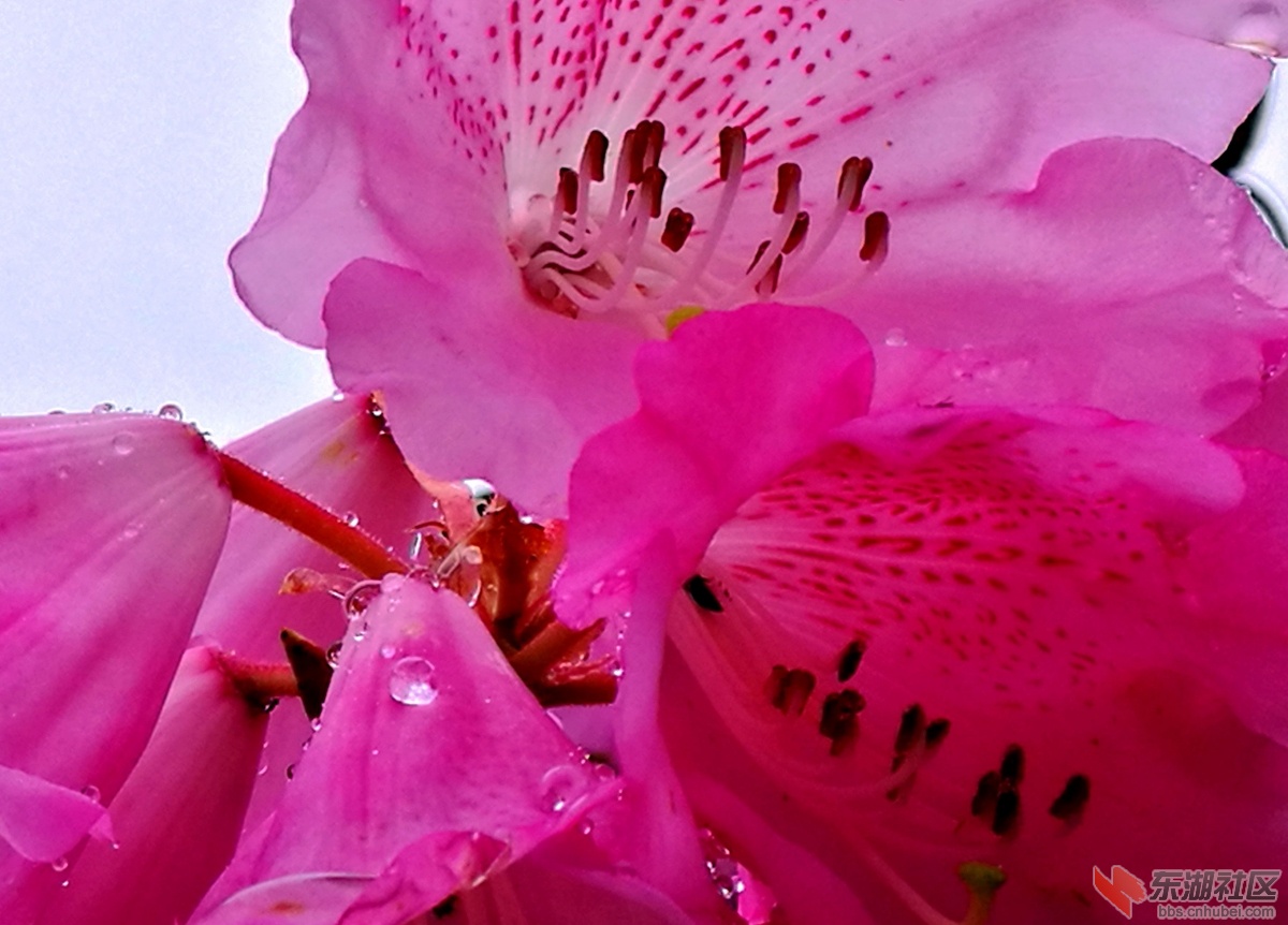 杜鹃花2.jpg