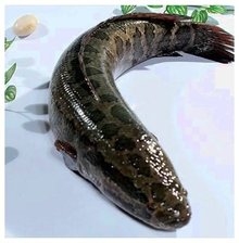 乌鳢
